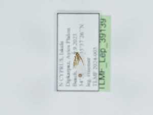  ( - TLMF_Lep_39139)  @11 [ ] CreativeCommons - Attribution Non-Commercial Share-Alike (2023) Peter Huemer Tiroler Landesmuseum