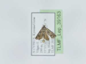  ( - TLMF_Lep_39163)  @11 [ ] CreativeCommons - Attribution Non-Commercial Share-Alike (2023) Peter Huemer Tiroler Landesmuseum