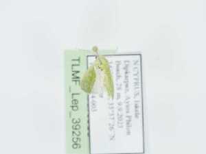  (Earias syriacana - TLMF_Lep_39256)  @11 [ ] CreativeCommons - Attribution Non-Commercial Share-Alike (2023) Peter Huemer Tiroler Landesmuseum