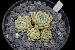  (Echeveria chihuahuensis - ARA-21)  @11 [ ] CreativeCommons - Attribution Non-Commercial Share-Alike (2017) Luis Emilio de la Cruz UNAM