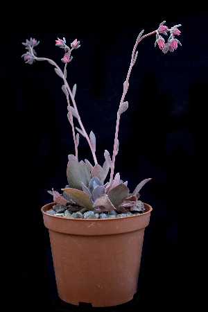  (Echeveria prunina - CB-1a)  @11 [ ] CreativeCommons - Attribution Non-Commercial Share-Alike (2017) Luis Emilio de la Cruz UNAM