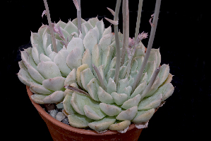  (Echeveria halbingeri var. halbingeri - DJ-1318)  @11 [ ] CreativeCommons - Attribution Non-Commercial Share-Alike (2017) Luis Emilio de la Cruz UNAM