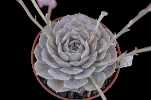  (Echeveria lilacina - EK-2957)  @11 [ ] CreativeCommons - Attribution Non-Commercial Share-Alike (2017) Luis Emilio de la Cruz UNAM