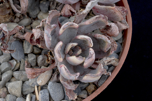  (Echeveria lyonsii - EK-2975)  @11 [ ] CreativeCommons - Attribution Non-Commercial Share-Alike (2017) Luis Emilio de la Cruz UNAM