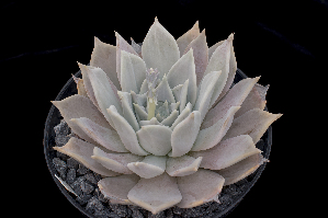  (Echeveria juliana - EK-3056)  @11 [ ] CreativeCommons - Attribution Non-Commercial Share-Alike (2017) Luis Emilio de la Cruz UNAM