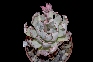  (Echeveria strictiflora - EK-3684)  @11 [ ] CreativeCommons - Attribution Non-Commercial Share-Alike (2017) Luis Emilio de la Cruz UNAM