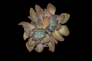  (Echeveria cerrograndensis - EK-3749)  @11 [ ] CreativeCommons - Attribution Non-Commercial Share-Alike (2017) Luis Emilio de la Cruz UNAM