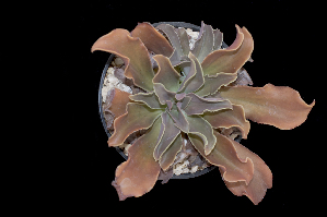  (Echeveria perezcalixii - EPC1PC)  @11 [ ] CreativeCommons - Attribution Non-Commercial Share-Alike (2017) Luis Emilio de la Cruz UNAM