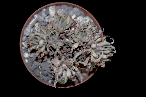  (Echeveria bifurcata - JE-5516)  @11 [ ] CreativeCommons - Attribution Non-Commercial Share-Alike (2017) Luis Emilio de la Cruz UNAM