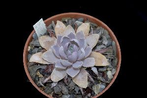  (Echeveria diffractens - JE-5835)  @11 [ ] CreativeCommons - Attribution Non-Commercial Share-Alike (2017) Luis Emilio de la Cruz UNAM