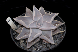  (Echeveria rodolfi - JE-6205)  @11 [ ] CreativeCommons - Attribution Non-Commercial Share-Alike (2017) Luis Emilio de la Cruz UNAM