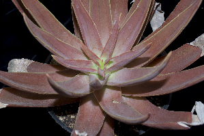  (Echeveria novogaliciana - JE-6823)  @11 [ ] CreativeCommons - Attribution Non-Commercial Share-Alike (2017) Luis Emilio de la Cruz UNAM