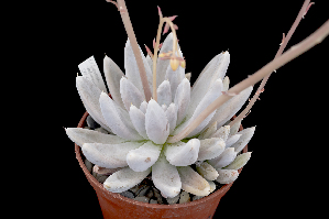  (Echeveria tolimanensis - JE-6971)  @11 [ ] CreativeCommons - Attribution Non-Commercial Share-Alike (2017) Luis Emilio de la Cruz UNAM