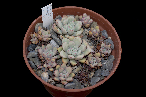  (Echeveria subcorymbosa - JE-7068)  @11 [ ] CreativeCommons - Attribution Non-Commercial Share-Alike (2017) Luis Emilio de la Cruz UNAM