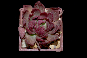  (Echeveria helmutiana - JE-7075a)  @11 [ ] CreativeCommons - Attribution Non-Commercial Share-Alike (2017) Luis Emilio de la Cruz UNAM