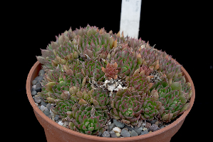  (Echeveria bella f. major - JE-7312)  @11 [ ] CreativeCommons - Attribution Non-Commercial Share-Alike (2017) Luis Emilio de la Cruz UNAM