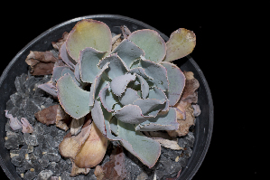  (Echeveria guerrerensis - JE-7526)  @11 [ ] CreativeCommons - Attribution Non-Commercial Share-Alike (2017) Luis Emilio de la Cruz UNAM