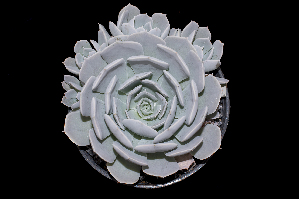  (Echeveria runyonii - JE-7649)  @11 [ ] CreativeCommons - Attribution Non-Commercial Share-Alike (2017) Luis Emilio de la Cruz UNAM