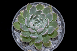  (Echeveria chazaroi - JE-7735)  @11 [ ] CreativeCommons - Attribution Non-Commercial Share-Alike (2017) Luis Emilio de la Cruz UNAM