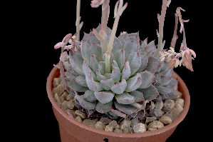  (Echeveria turgida - JE-8292)  @11 [ ] CreativeCommons - Attribution Non-Commercial Share-Alike (2017) Luis Emilio de la Cruz UNAM