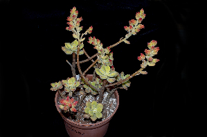  (Echeveria pulvinata - JE-8530)  @11 [ ] CreativeCommons - Attribution Non-Commercial Share-Alike (2017) Luis Emilio de la Cruz UNAM