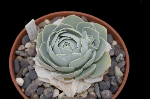  (Echeveria uhlii - JE-8553)  @11 [ ] CreativeCommons - Attribution Non-Commercial Share-Alike (2017) Luis Emilio de la Cruz UNAM