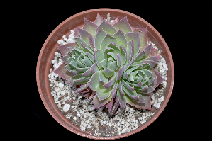  (Echeveria megacalyx - JE-8666)  @11 [ ] CreativeCommons - Attribution Non-Commercial Share-Alike (2017) Luis Emilio de la Cruz UNAM