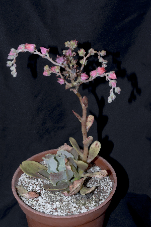  (Echeveria grisea - JE-8720)  @11 [ ] CreativeCommons - Attribution Non-Commercial Share-Alike (2017) Luis Emilio de la Cruz UNAM