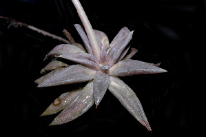  (Echeveria trianthina - LED-185)  @11 [ ] CreativeCommons - Attribution Non-Commercial Share-Alike (2017) Luis Emilio de la Cruz UNAM