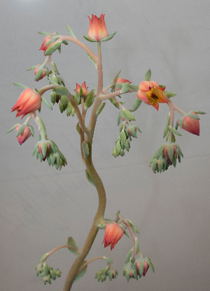  (Echeveria pistioides - EK-4191-1)  @11 [ ] CreativeCommons - Attribution Share-Alike (2019) Unspecified Universidad Nacional Autonoma de Mexico