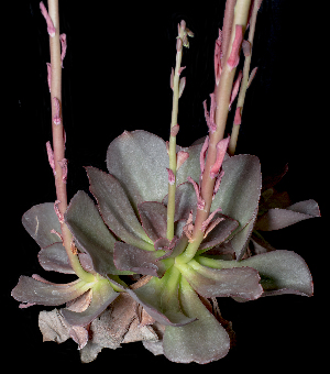  (Echeveria fulgens var. obtusifolia - JE-6738-2)  @11 [ ] CreativeCommons - Attribution Share-Alike (2018) Luis Emilio de la Cruz Universidad Nacional Autonoma de Mexico