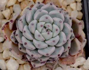  (Echeveria cuspidata var. gemula - EK-2968-1)  @11 [ ] CreativeCommons  Attribution Non-Commercial (2018) Universidad Nacional Autónoma de Mëxico UNAM