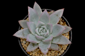  (Echeveria colorata - EK-3815)  @11 [ ] CreativeCommons  Attribution Non-Commercial (2018) Universidad Nacional Autónoma de Mëxico UNAM