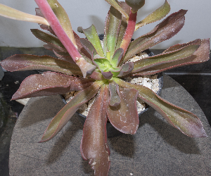  (Echeveria coruana - EK-4193-3)  @11 [ ] CreativeCommons - Attribution Share-Alike (2018) Luis Emilio de la Cruz Universidad Nacional Autonoma de Mexico