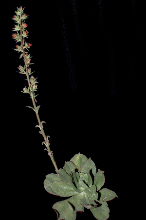  (Echeveria quitensis var. quitensis - GAS-9872)  @11 [ ] CreativeCommons  Attribution Non-Commercial (by-nc) (2018) Luis Emilio de la Cruz López Universidad Nacional Autonoma de Mexico, UNAM