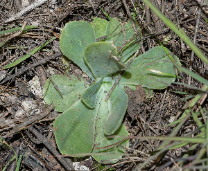  (Echeveria aff. fulgens - JE-8056-1)  @11 [ ] CreativeCommons - Attribution Share-Alike (2019) Unspecified Universidad Nacional Autonoma de Mexico