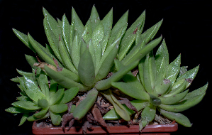  (Echeveria byrnesii - JE-8037-1)  @11 [ ] CreativeCommons - Attribution Share-Alike (2019) Unspecified Universidad Nacional Autonoma de Mexico