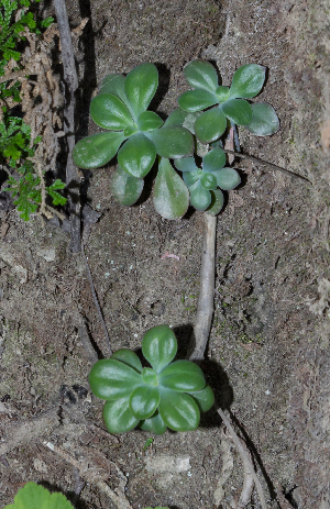  (Echeveria alata - JE-6443)  @11 [ ] CreativeCommons - Attribution Share-Alike (2019) Unspecified Universidad Nacional Autonoma de Mexico