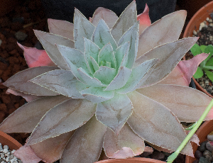  (Echeveria munizii - EK-3415-3)  @11 [ ] CreativeCommons - Attribution Share-Alike (2019) Unspecified Universidad Nacional Autonoma de Mexico