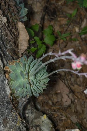  (Echeveria potosina - JE-7726)  @11 [ ] CreativeCommons - Attribution Share-Alike (2018) Luis Emilio de la Cruz Universidad Nacional Autonoma de Mexico