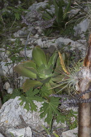  (Echeveria aff. acutifolia - JE-8758-4)  @11 [ ] CreativeCommons - Attribution Share-Alike (2018) Luis Emilio de la Cruz Universidad Nacional Autonoma de Mexico