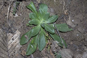  (Echeveria sp - JE-8816-3)  @11 [ ] CreativeCommons - Attribution Share-Alike (2018) Luis Emilio de la Cruz Universidad Nacional Autonoma de Mexico