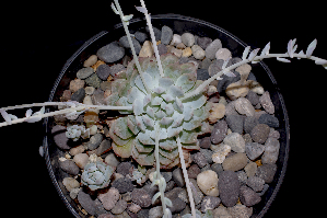  (Echeveria prolifica - JE-9076-4)  @11 [ ] CreativeCommons  Attribution Non-Commercial (by-nc) (2018) Luis Emilio de la Cruz López Universidad Nacional Autonoma de Mexico, UNAM