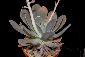  (Echeveria aff. gibbiflora - JE-7548-1)  @11 [ ] CreativeCommons - Attribution Share-Alike (2019) Luis Emilio de la Cruz Universidad Nacional Autonoma de Mexico