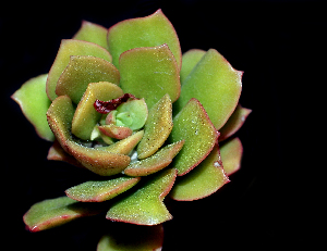  (Echeveria quitensis var. sprucei - GAS-2017)  @11 [ ] CreativeCommons - Attribution Share-Alike (2019) Unspecified Universidad Nacional Autonoma de Mexico