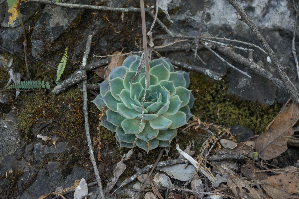  (Echeveria hyalina - OZ-216)  @11 [ ] CreativeCommons - Attribution Share-Alike (2018) Luis Emilio de la Cruz Universidad Nacional Autonoma de Mexico