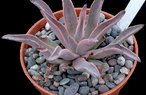  (Echeveria schaffneri - JE-5029)  @11 [ ] CreativeCommons - Attribution Share-Alike (2019) Unspecified Universidad Nacional Autonoma de Mexico