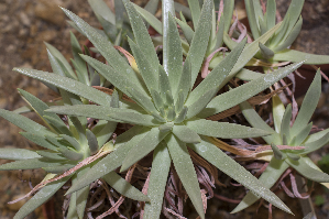  (Dudleya brevipes - DA-02)  @11 [ ] CreativeCommons - Attribution Share-Alike (2019) Luis Emilio de la Cruz Universidad Nacional Autonoma de Mexico