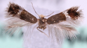  ( - MM19330)  @12 [ ] No Rights Reserved (2011) Marko Mutanen University of Oulu