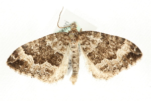  ( - MM13857)  @12 [ ] CreativeCommons - Attribution (2010) CBG Photography Group Centre for Biodiversity Genomics